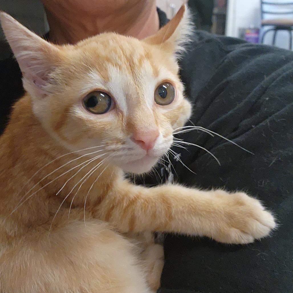 Enlarge Comet, a Adoptable Domestic Short Hair in Evensville, TN image 6/6