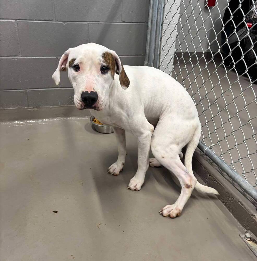 Enlarge Reef, a Adoptable Pointer in Milton, FL image 1/6