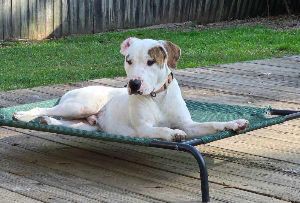 Enlarge Reef, a Adoptable Pointer in Milton, FL image 2/6