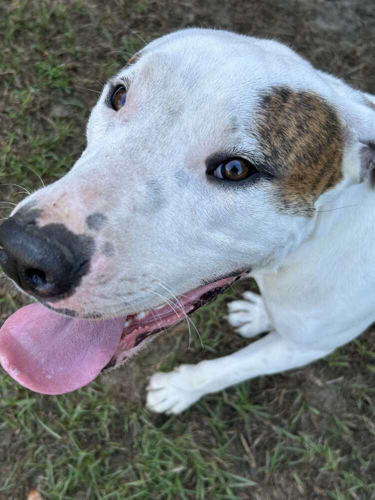 Enlarge Reef, a Adoptable Pointer in Milton, FL image 3/6