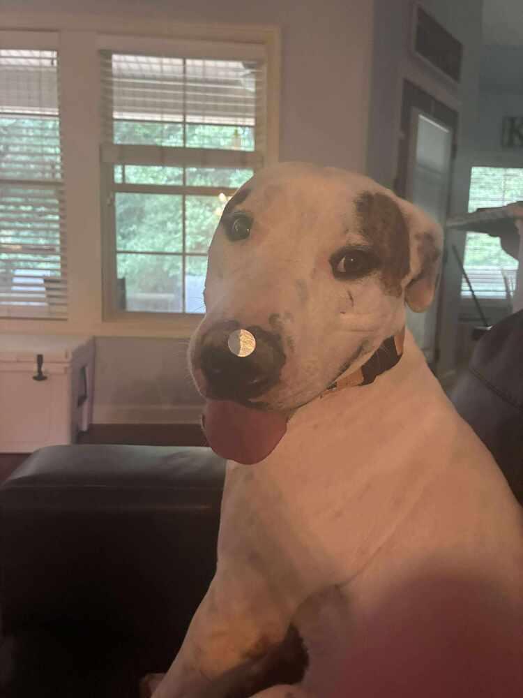 Enlarge Reef, a Adoptable Pointer in Milton, FL image 4/6