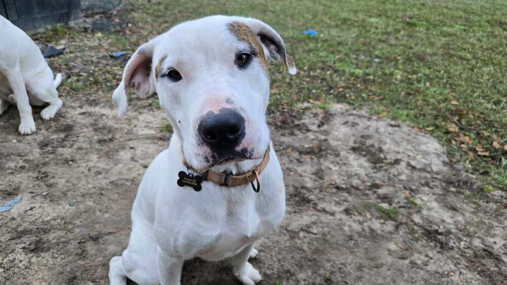 Enlarge Reef, a Adoptable Pointer in Milton, FL image 5/6