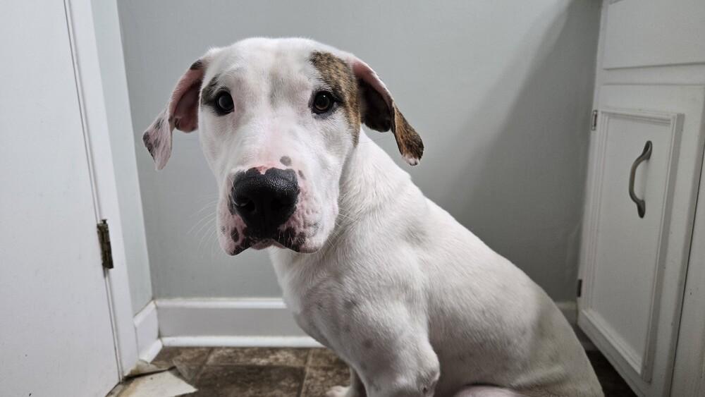 Enlarge Reef, a Adoptable Pointer in Milton, FL image 6/6