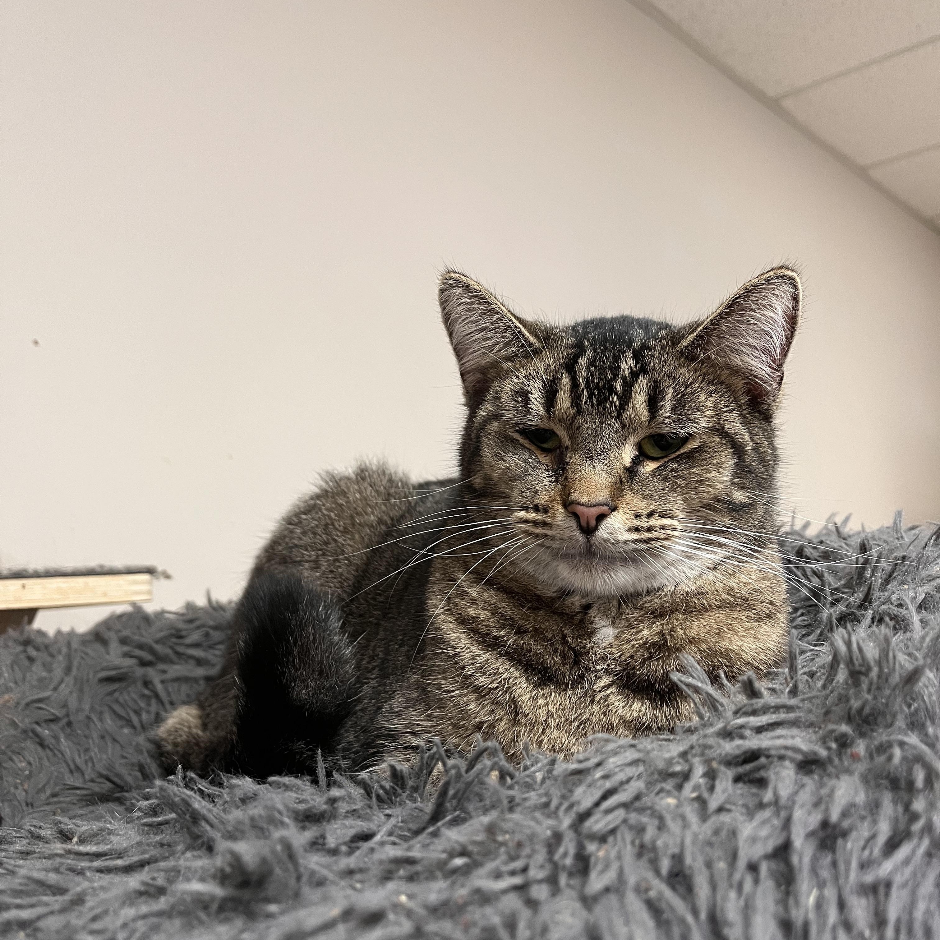 Enlarge Leo, a Adoptable mixed breed in Toledo, OH image 1/1