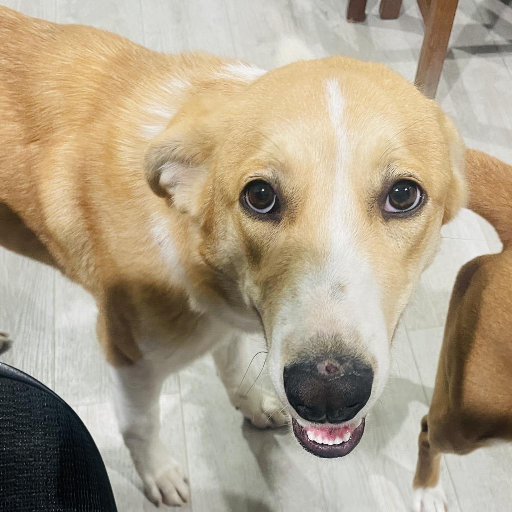 Anna, Adoptable, Young Female Mixed Breed.