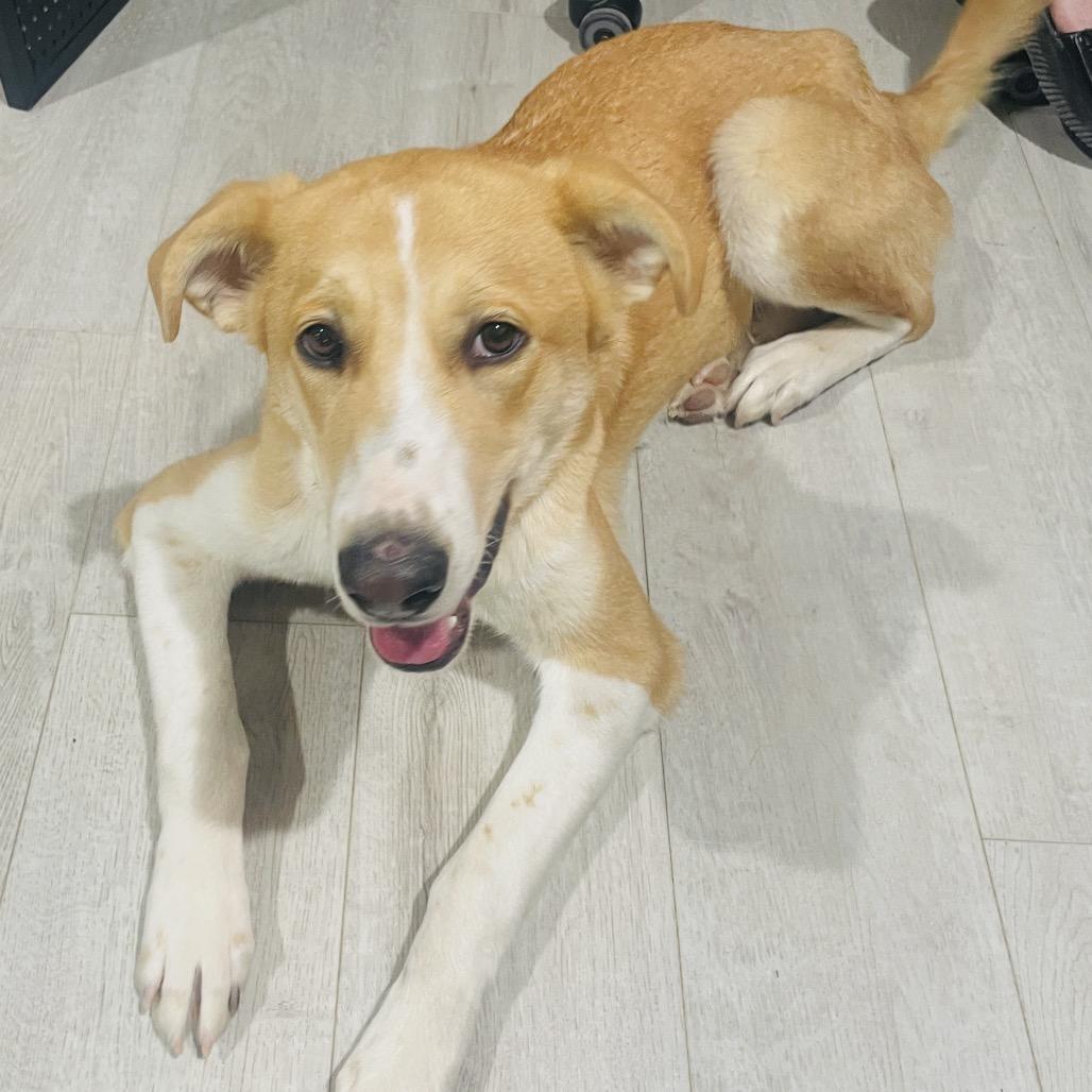 Enlarge Anna, a Adoptable Mixed Breed in Midland, TX image 2/4