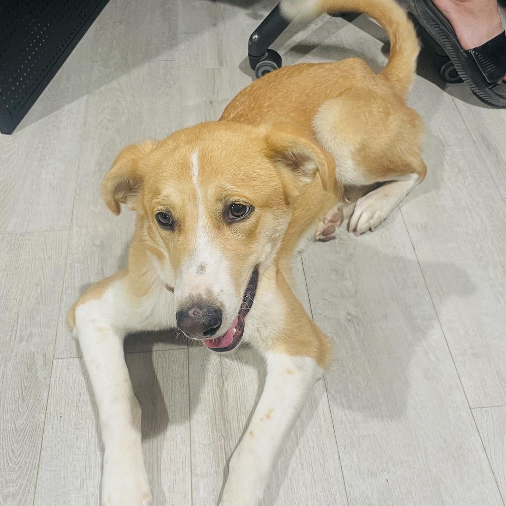 Enlarge Anna, a Adoptable Mixed Breed in Midland, TX image 3/4