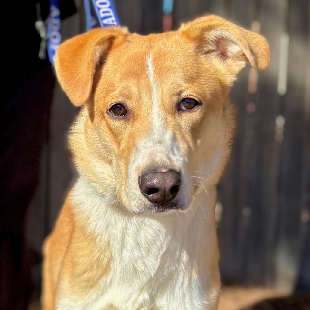 Enlarge Anna, a Adoptable Mixed Breed in Midland, TX image 4/4