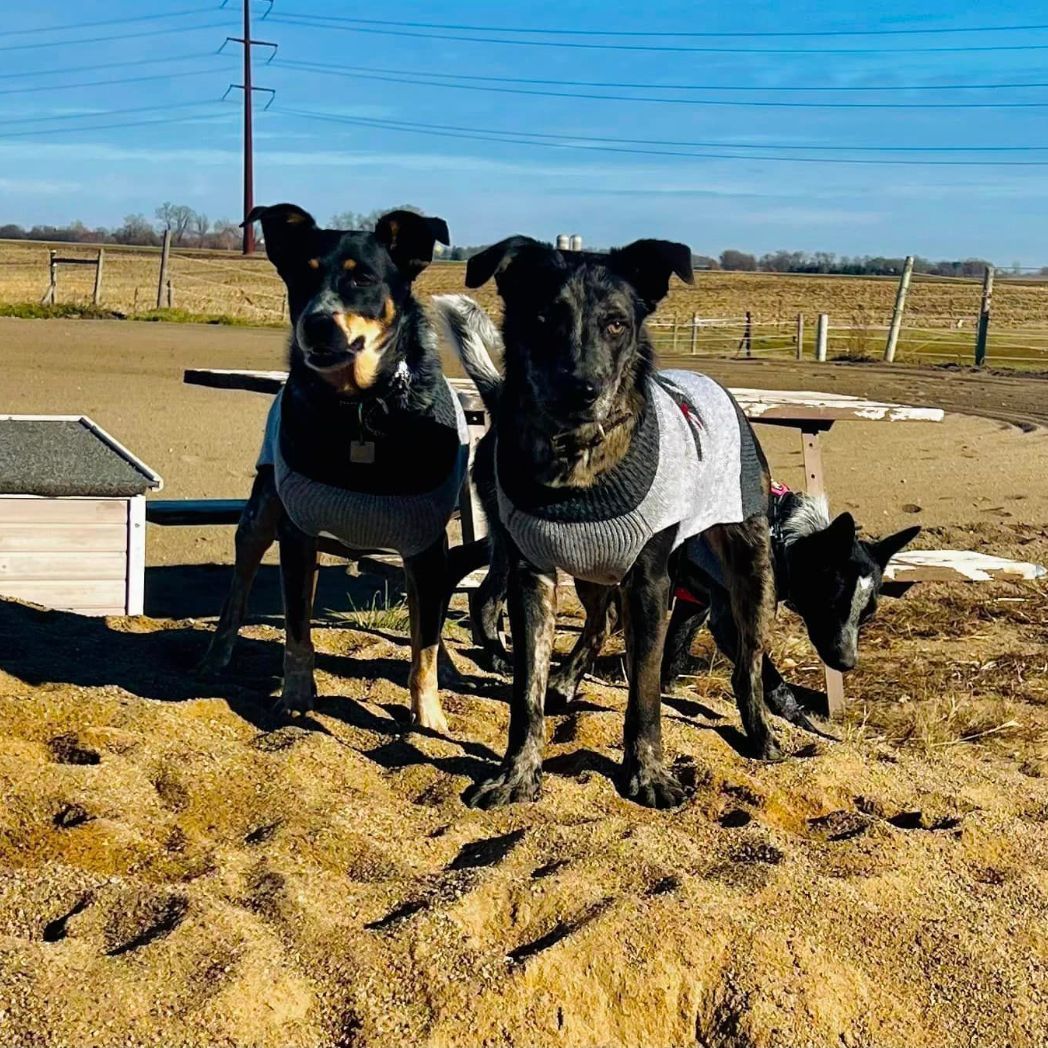 Wyatt, adoptable, Young Male Catahoula Leopard Dog & Australian Cattle Dog / Blue Heeler.