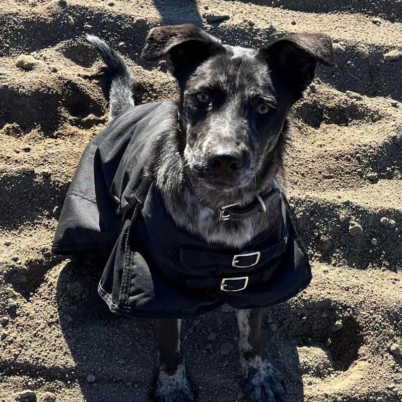 Enlarge Wyatt, an adoptable mixed breed in Belle Plaine, MN image 2/4