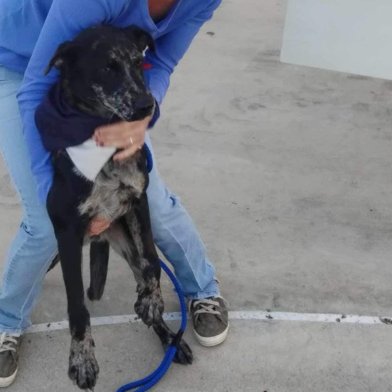 Enlarge Wyatt, an adoptable mixed breed in Belle Plaine, MN image 3/4