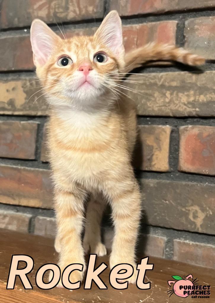 Enlarge Rocket, a Adoptable mixed breed in Douglasville, GA image 2/3