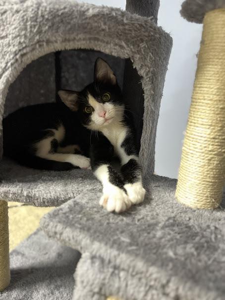 Enlarge Luca, a Adoptable Domestic Short Hair in Hillsboro, OR image 5/5