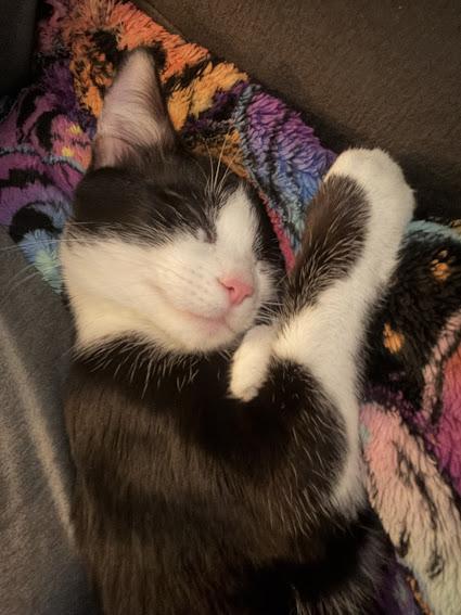 Luca, a Adoptable Domestic Short Hair in Hillsboro, OR image 1/6