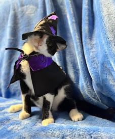 Enlarge Luca, a Adoptable Domestic Short Hair in Hillsboro, OR image 4/5