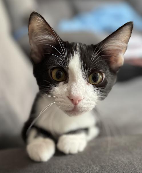 Luca