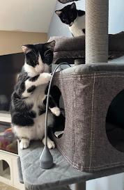 Luca, Adoptable, Kitten Male Domestic Short Hair.