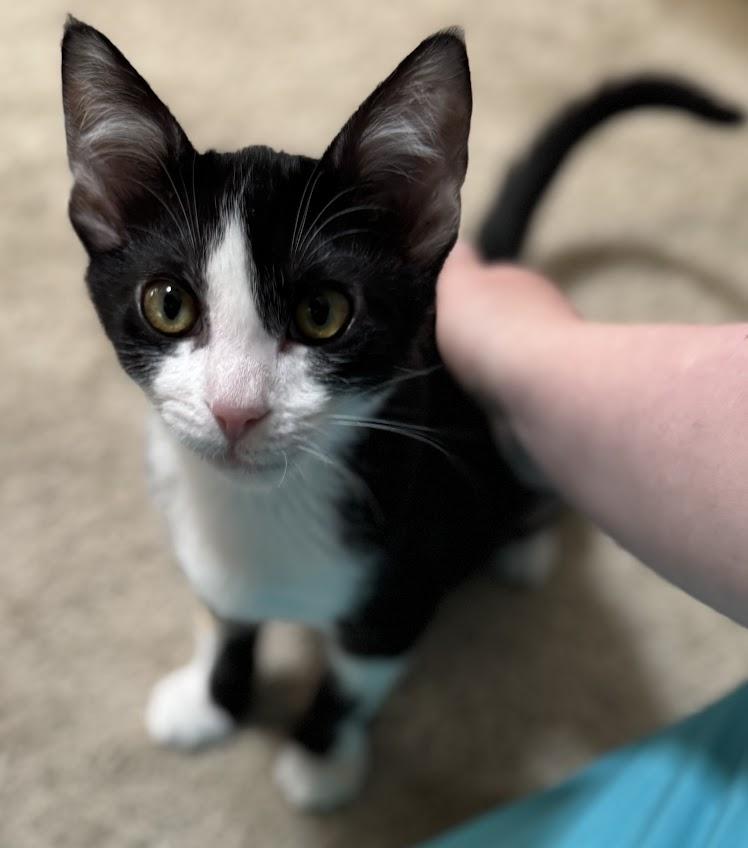 Luca