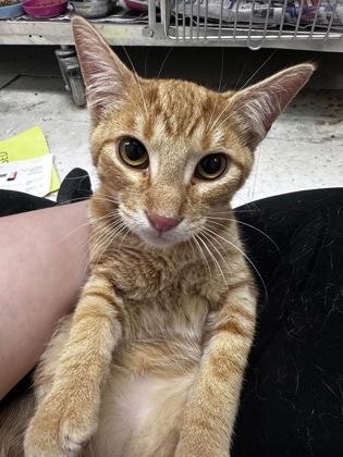 Enlarge Prongs, a Adoptable mixed breed in Gulfport, MS image 1/1