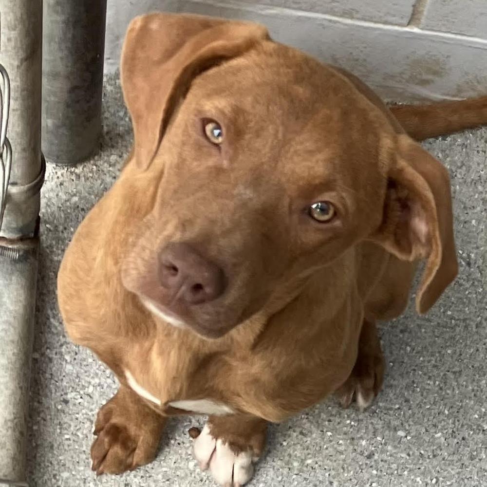AAD New Arrival! Cypher - 26089, Adoptable, Puppy Female Retriever & Hound.