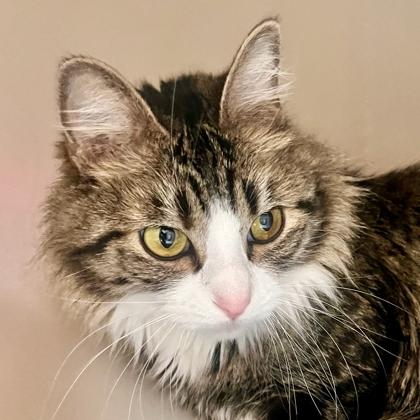 Enlarge Freya, an adopted Domestic Medium Hair in Flagstaff, AZ image 1/2