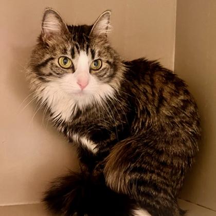 Enlarge Freya, an adopted Domestic Medium Hair in Flagstaff, AZ image 2/2