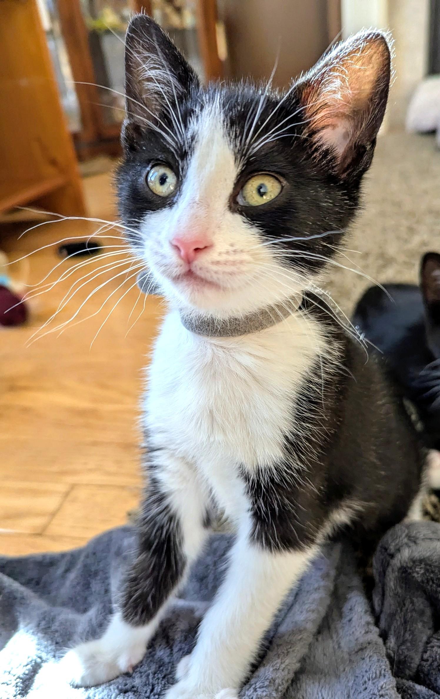 Q, Adoptable, Kitten Male Tuxedo.