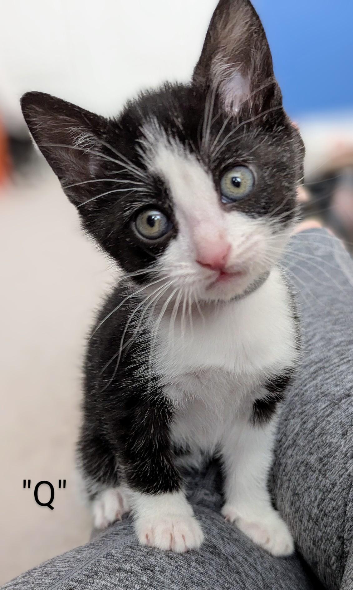 Q, a Adoptable Tuxedo in Stoney Creek, ON image 2/5