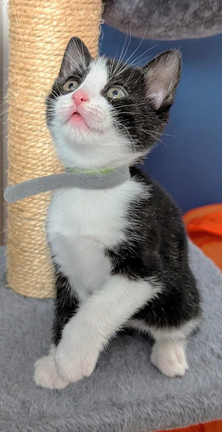 Q, a Adoptable Tuxedo in Stoney Creek, ON image 3/5