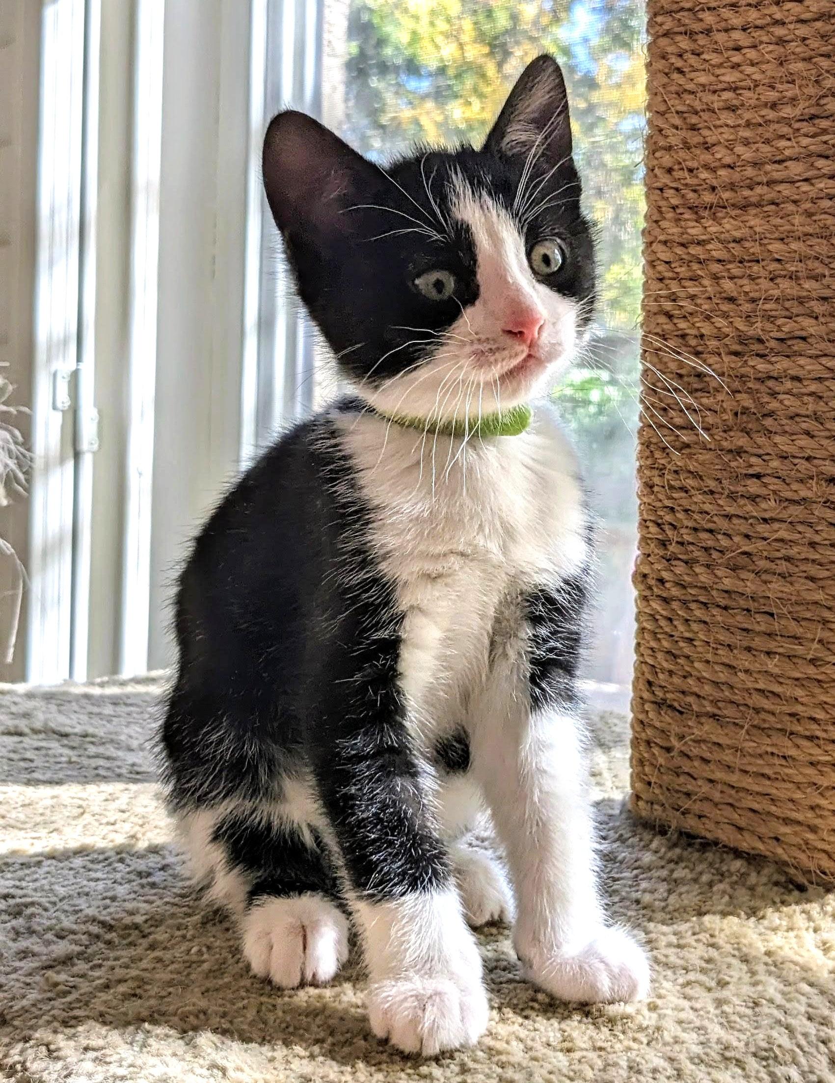 Q, a Adoptable Tuxedo in Stoney Creek, ON image 4/5