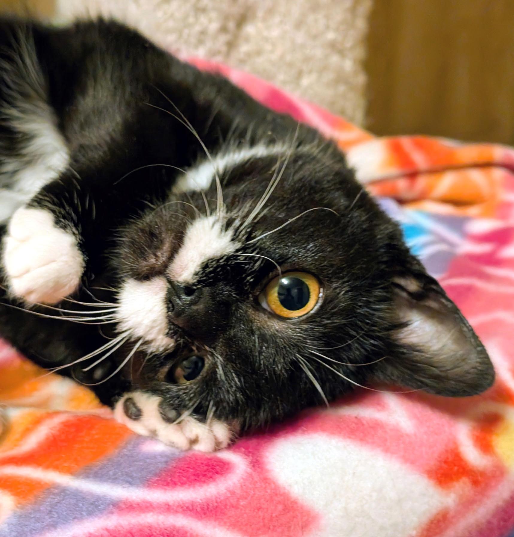 Chanterelle: Adorable Little Girl!, adopted, Kitten Female Tuxedo.