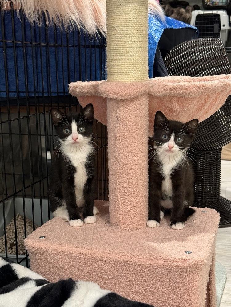 Biscuit, Adoptable, Kitten Male Domestic Short Hair.