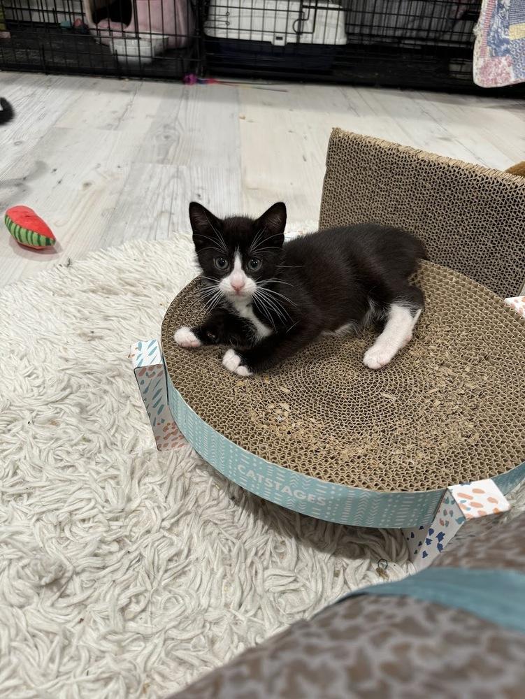 Enlarge Biscuit, a Adoptable Domestic Short Hair in Lake Grove, NY image 2/3