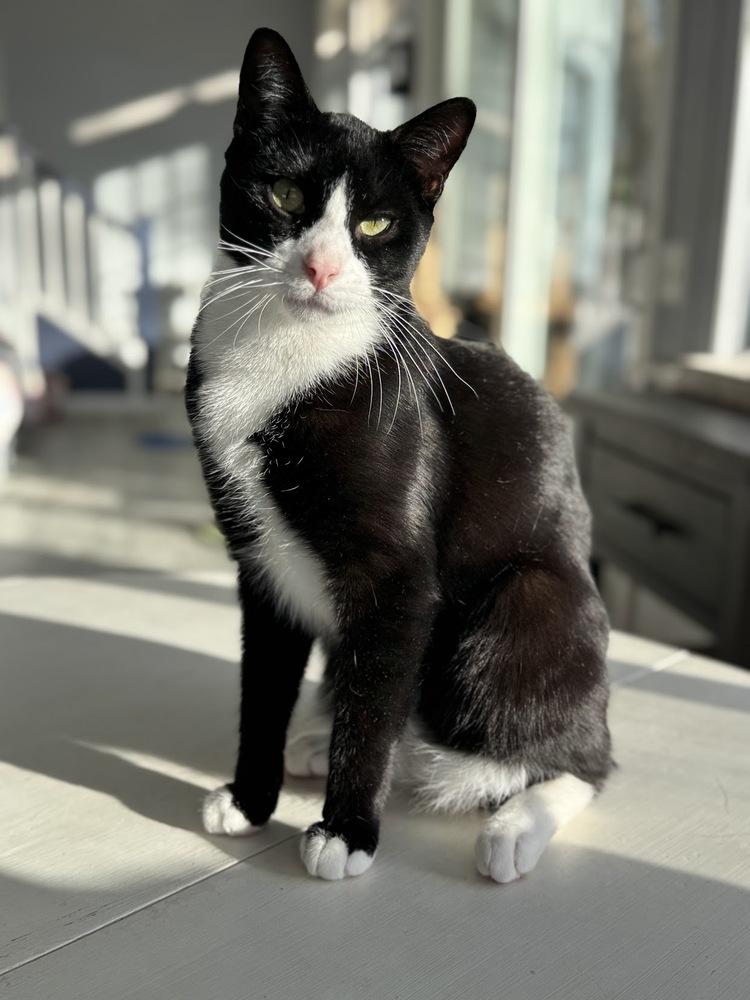 Enlarge Biscuit, a Adoptable Domestic Short Hair in Lake Grove, NY image 3/3