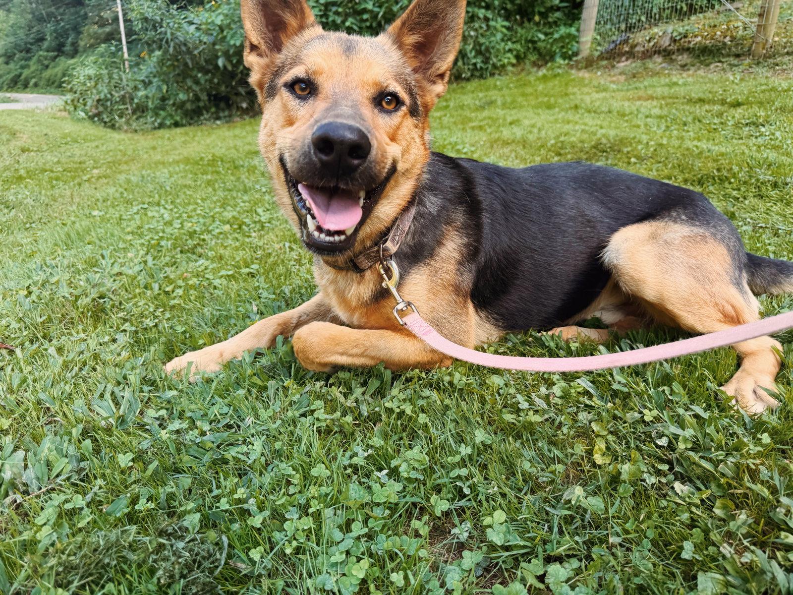 DeVille, Adoptable, Young Male German Shepherd Dog & Australian Cattle Dog / Blue Heeler.
