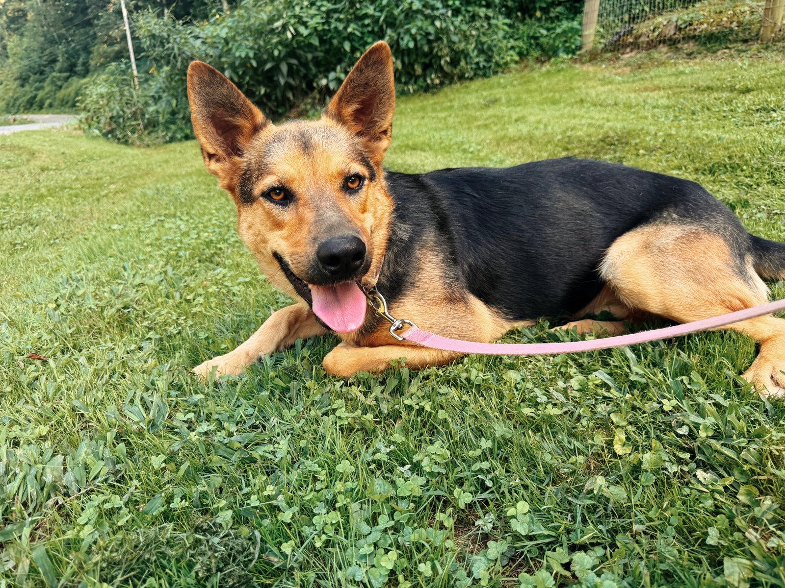 DeVille, a Adoptable mixed breed in Woodsfield, OH image 2/3