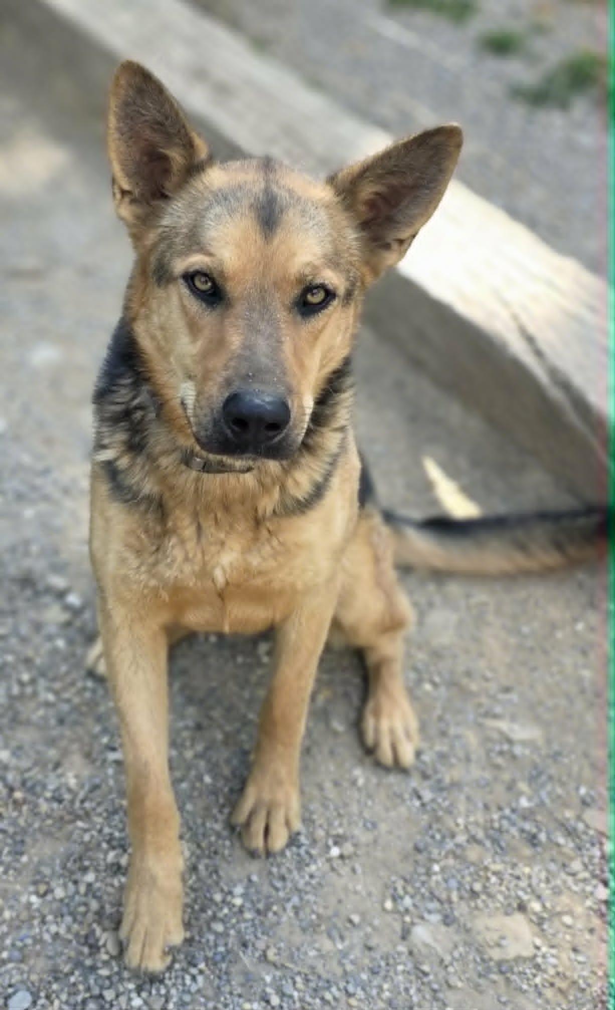 DeVille, a Adoptable mixed breed in Woodsfield, OH image 3/3