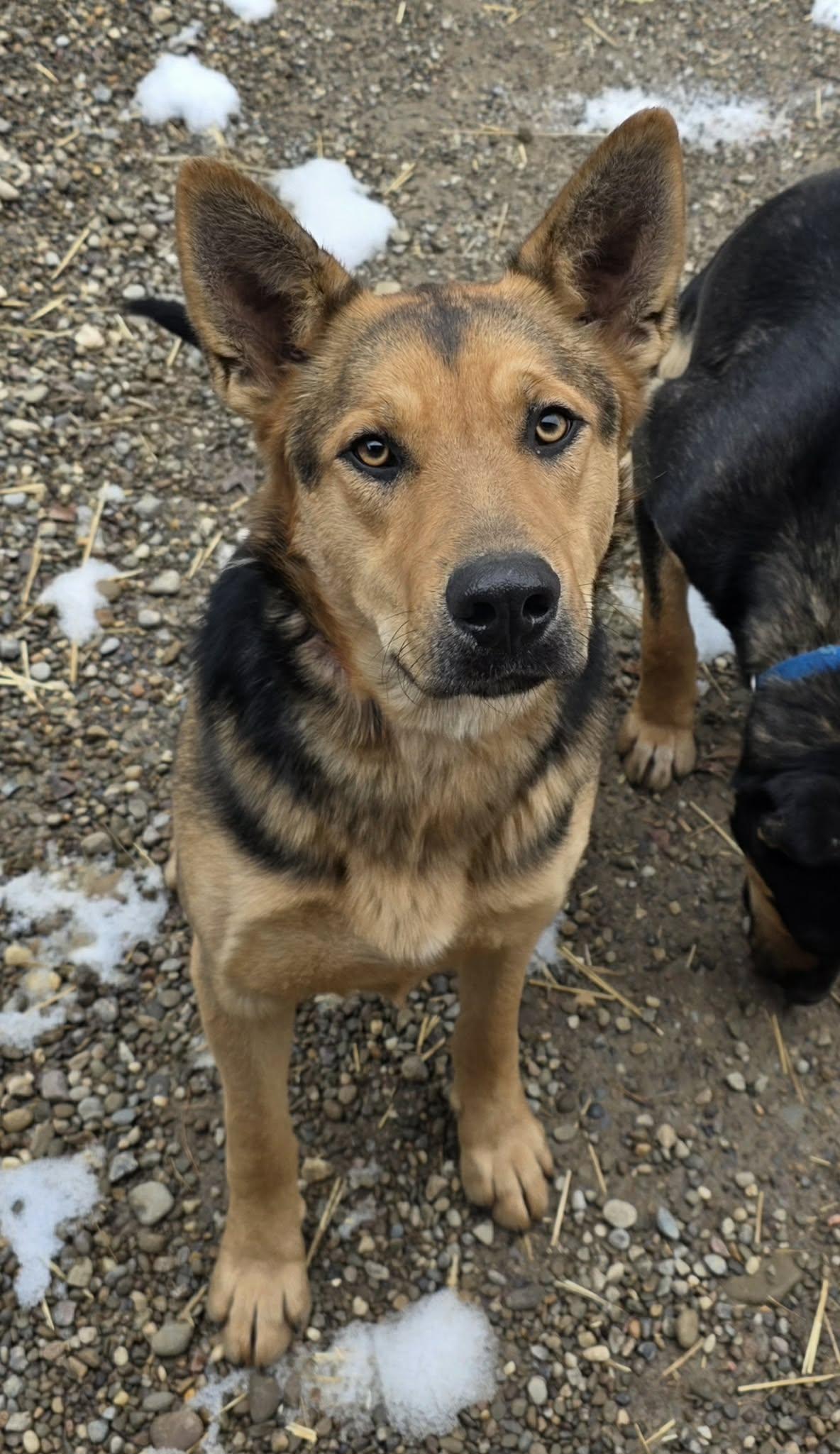 Enlarge DeVille, a Adoptable mixed breed in Woodsfield, OH image 2/2