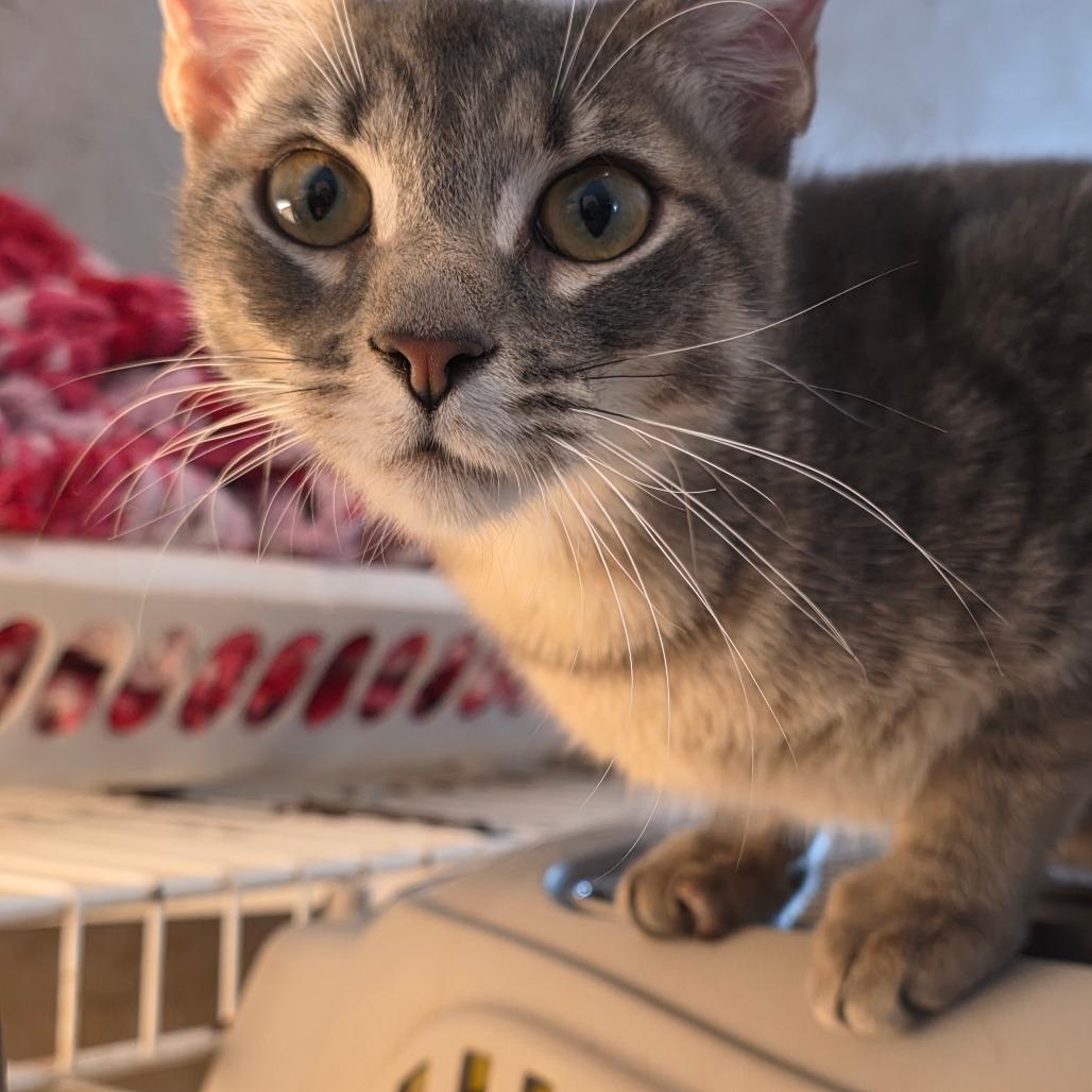 Ethel, Adoptable, Adult Female Domestic Short Hair.