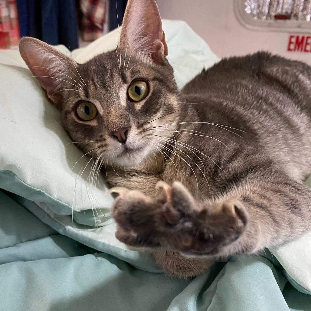 Enlarge Ethel, a Adoptable Domestic Short Hair in Glenfield, NY image 2/3