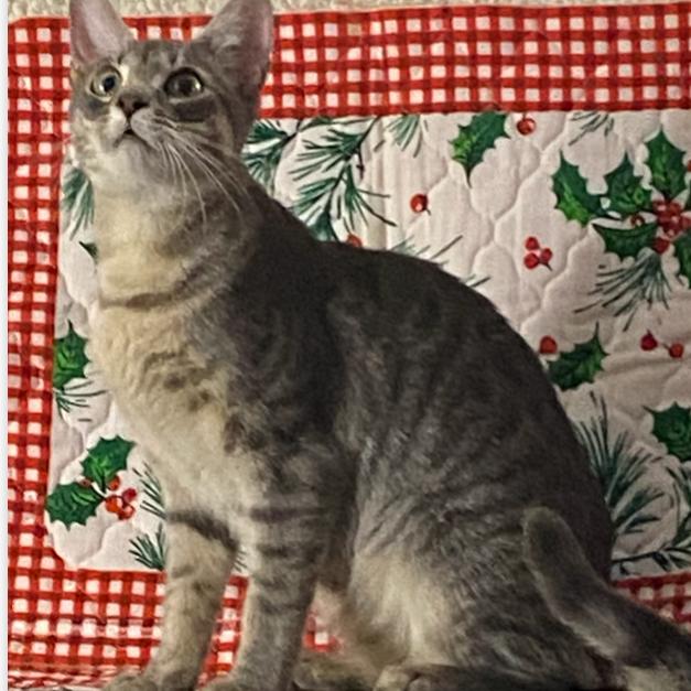 Enlarge Ethel, a Adoptable Domestic Short Hair in Glenfield, NY image 3/3