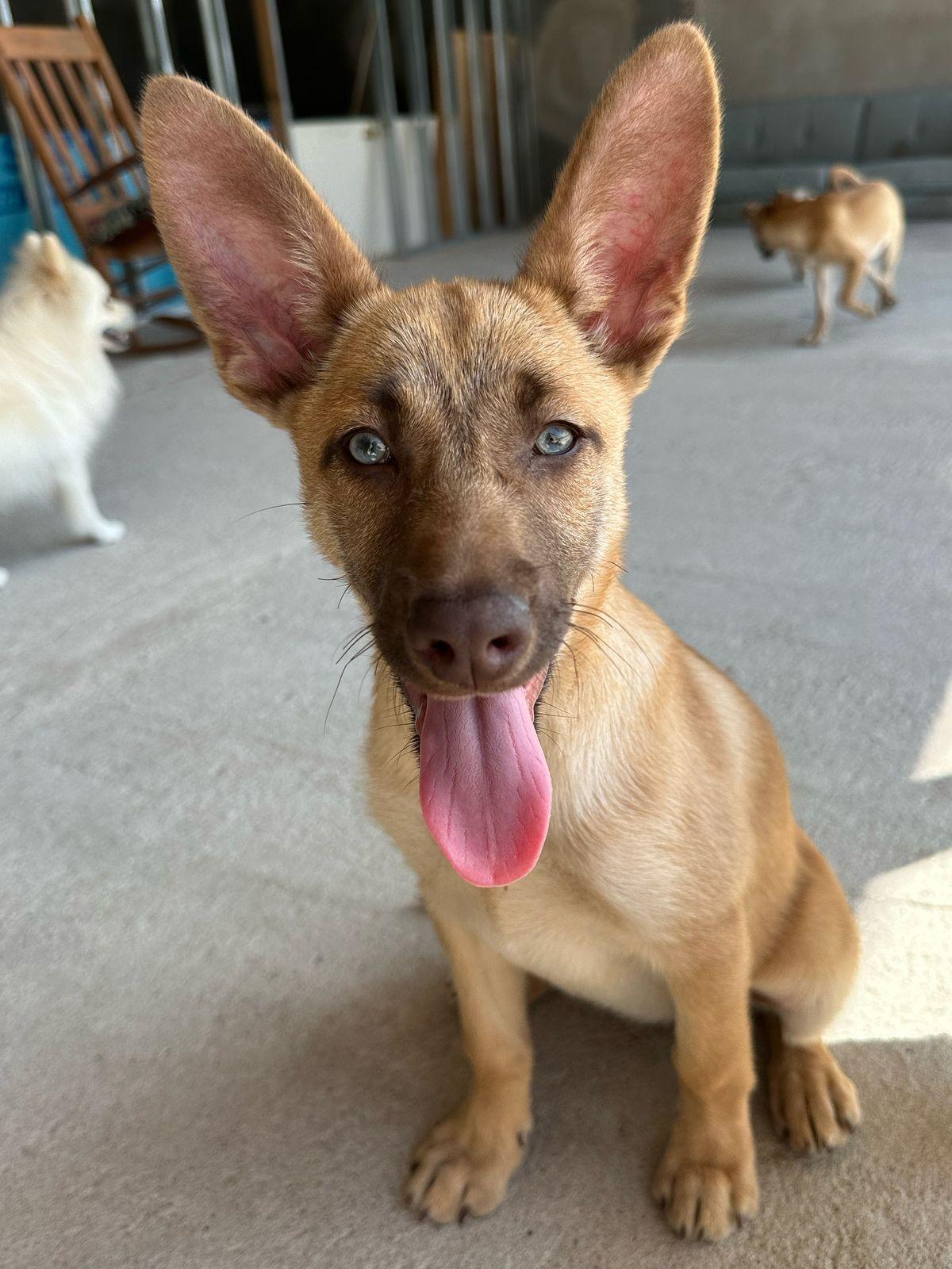 HAZEL
