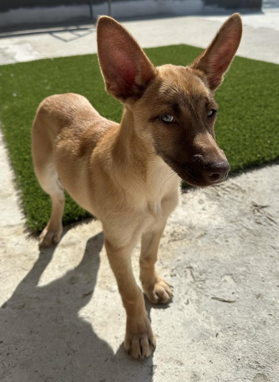 HAZEL