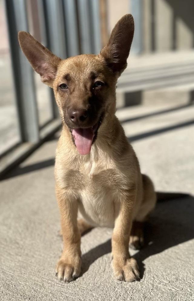 HAZEL