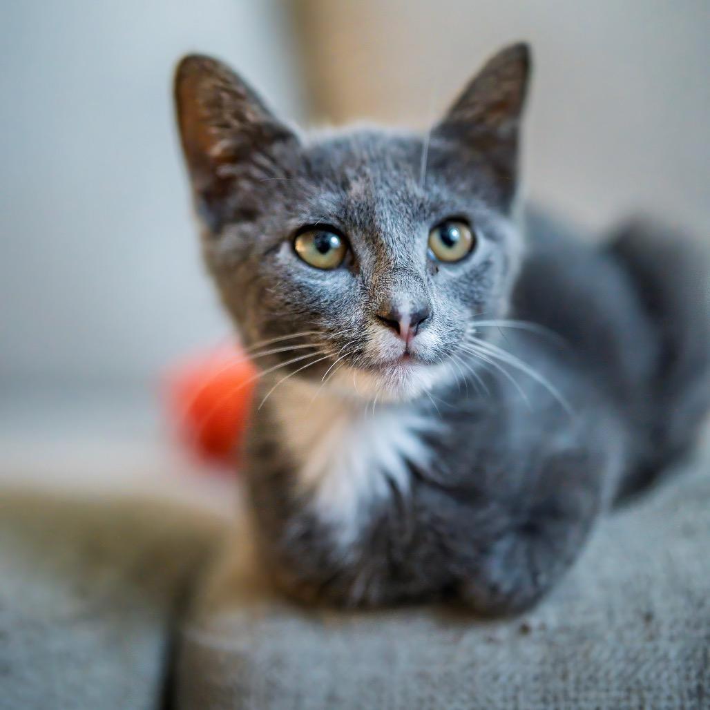 Mimosa, Adoptable, Kitten Female Domestic Short Hair.