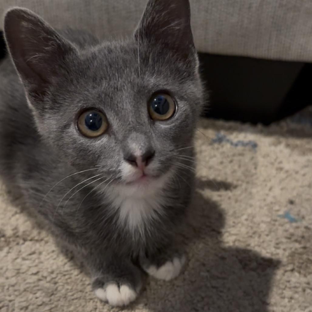 Enlarge Mimosa, a Adoptable Domestic Short Hair in La Grange, KY image 2/2