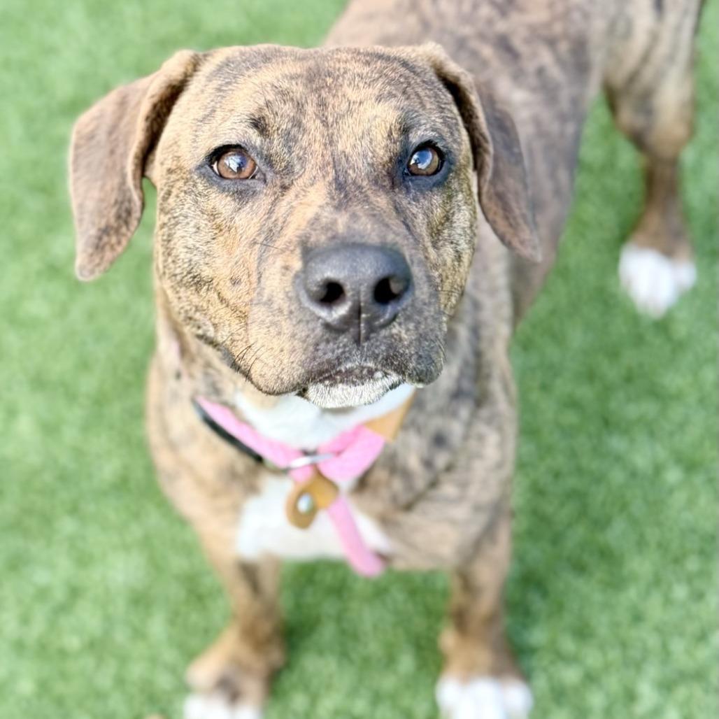 Milli Vanilli, Adoptable, Young Female Mixed Breed.