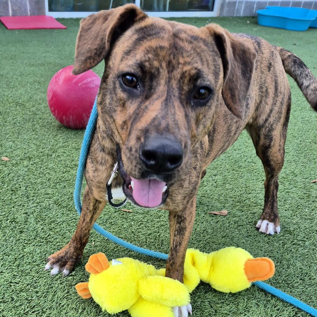 Enlarge Milli Vanilli, a Adoptable Mixed Breed in Chattanooga, TN image 2/5