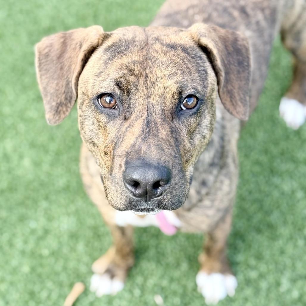 Enlarge Milli Vanilli, a Adoptable Mixed Breed in Chattanooga, TN image 3/5