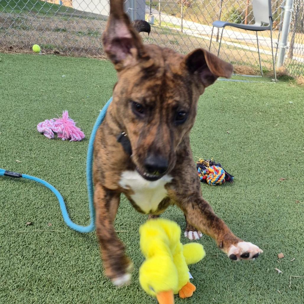 Enlarge Milli Vanilli, a Adoptable Mixed Breed in Chattanooga, TN image 4/5